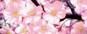 Discord banner GIF of slowly falling cherry blossoms.
